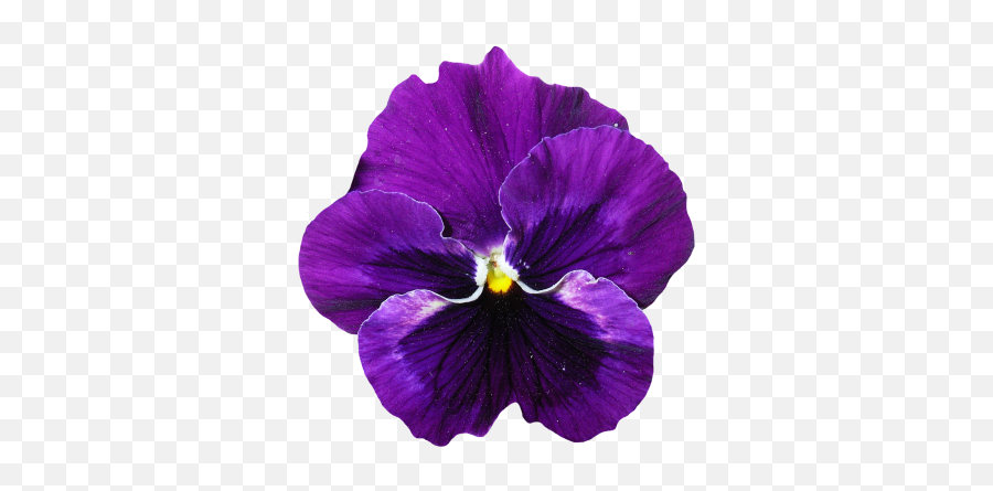 Pansy Flower Png Transparent Purple 19 - Pansy Png,Purple Flower Png