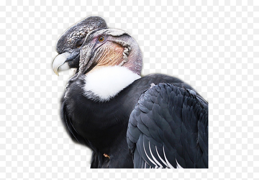 Vulture Condor Sticker By Clayton Lion Hitchens - Condor Del Ecuador Png,Vulture Transparent