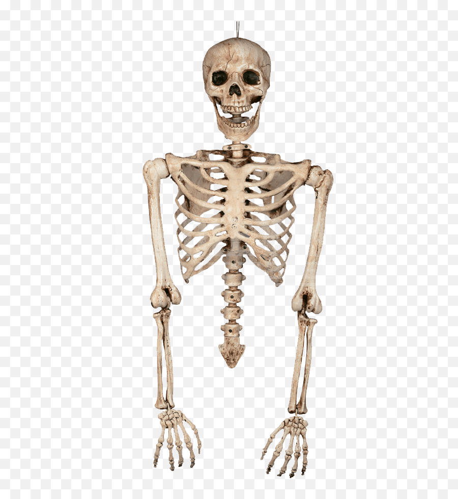 Skeleton Transparent Png - Skeleton Arms Png Human Skeleton Torso,Skeleton Transparent Background