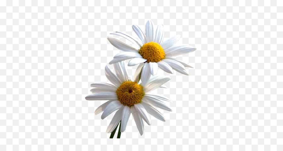 Download Daisy Png File - Daisy Png,Daisy Png