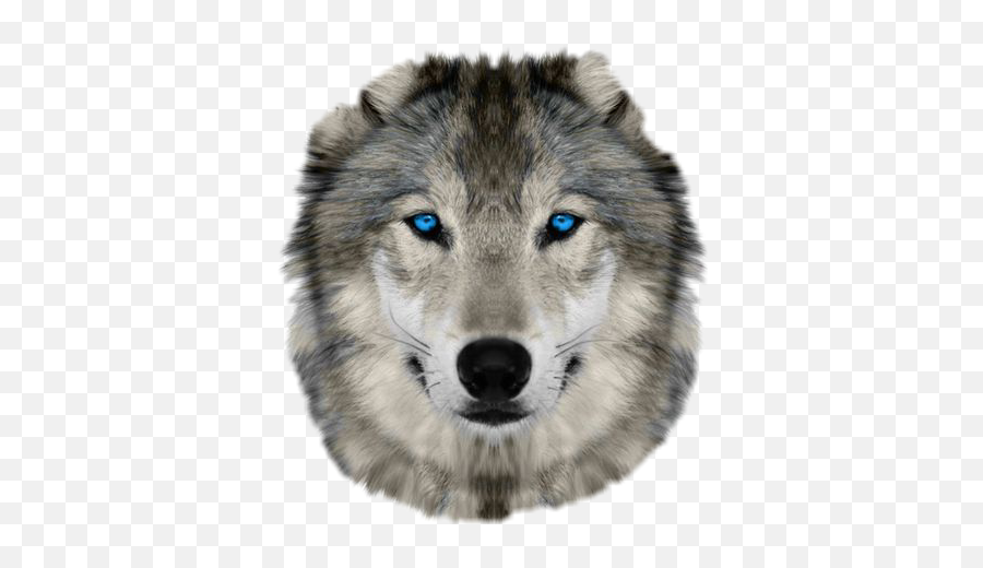 Wolf Face - Sticker By Ashley Hankins Wolf Face Real Png,Wolf Face Png