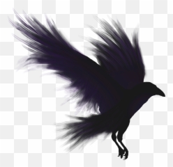 Download Crows Shadow Emblem - Raven Png