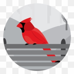 Cpdpng U2014 Office Of Admissions - Northern Cardinal,Cardinal Png