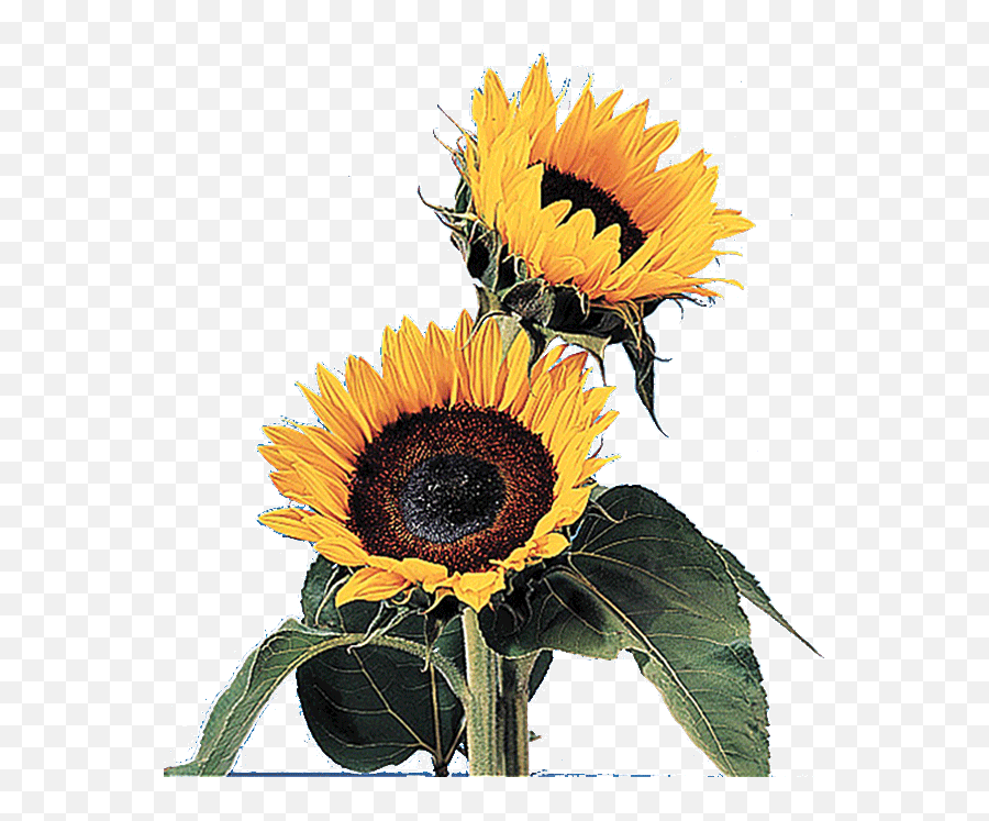 Floralife Sunflower - Sun Flower Growth Gif Transparent Png,Transparent Sunflower