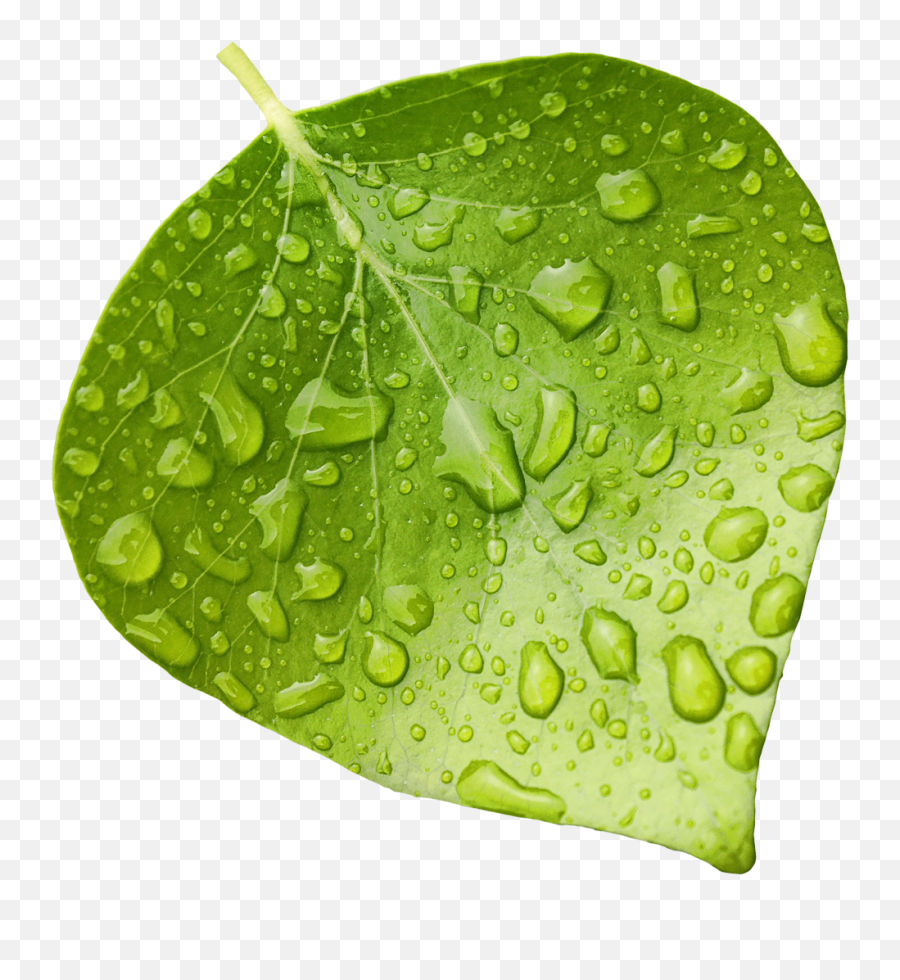 Transparent Background Wet Leaf Png - Transparent Wet Leaves Png,Leaf Png