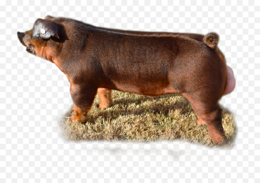 Chad Hill Durocs Boar Page - Domestic Pig Png,Spray Paint X Png