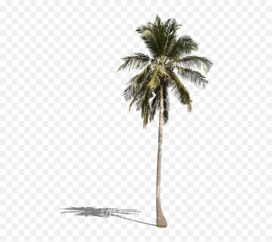 Palm Tree Png Download Image - Palm Tree Png,Palm Png