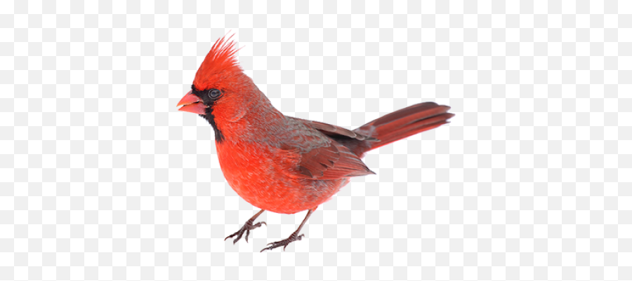Download Free Png Red Bird - Northern Cardinal,Red Bird Png
