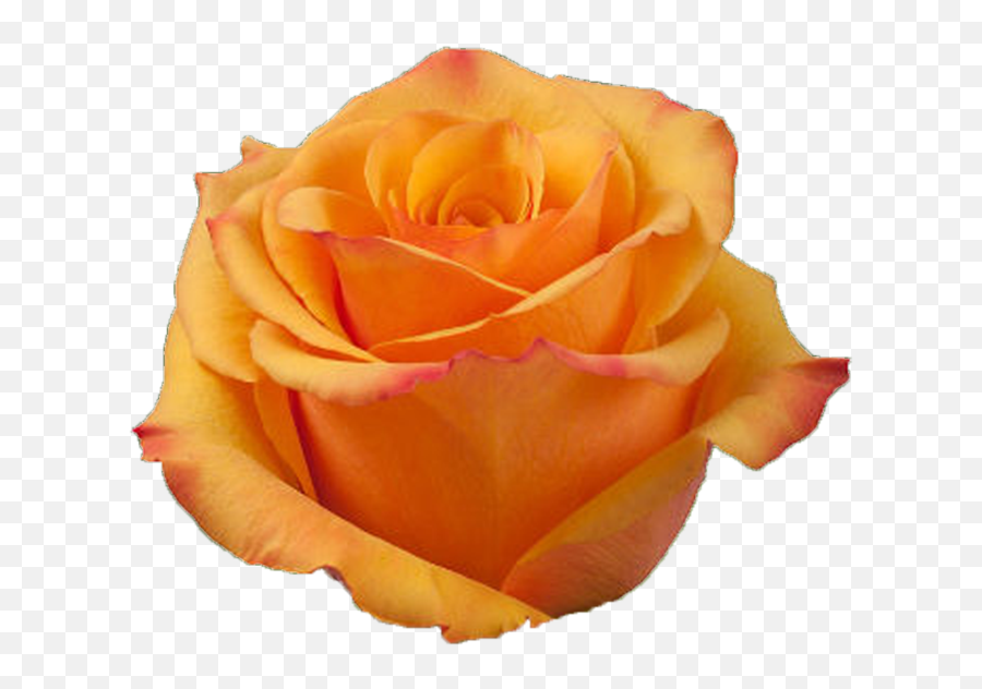 Tycoon - Deep Orange Rose Garden Roses Png,Rose Transparent