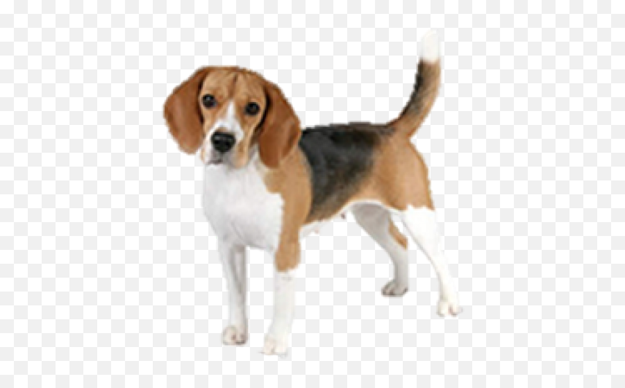 Download Hd Beagle Clipart Transparent Background - Beagle Beagle With Transparent Background Png,Dog Transparent Background