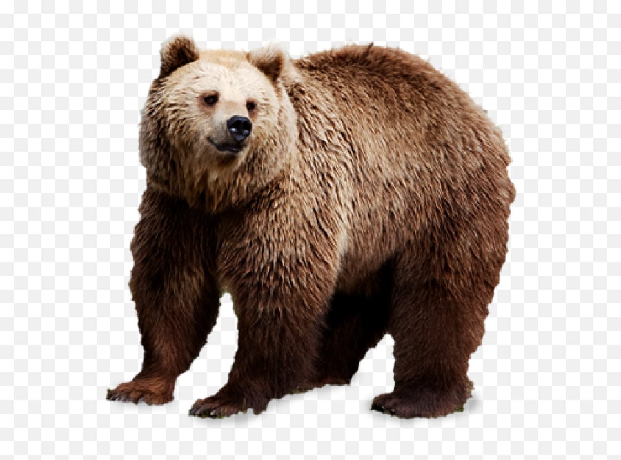 Grizzly Png And Vectors For Free - Bears Png,Grizzly Bear Png