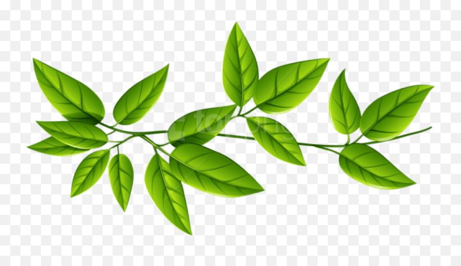 Green Leaves Clipart Png Photo - Transparent Background Green Leaves Png,Leaves Clipart Png