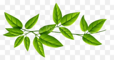 Green Leaves Clipart Png Photo - Transparent Background Green Leaves Png,Leaves Clipart Png