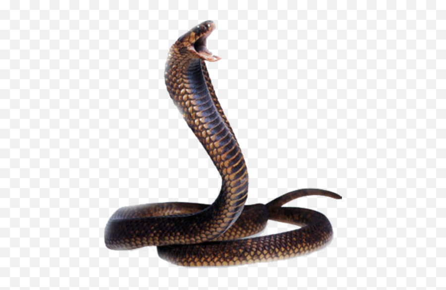 Cobra Snake Head Transparent Png - Stickpng Snake Png,Snake Transparent Background