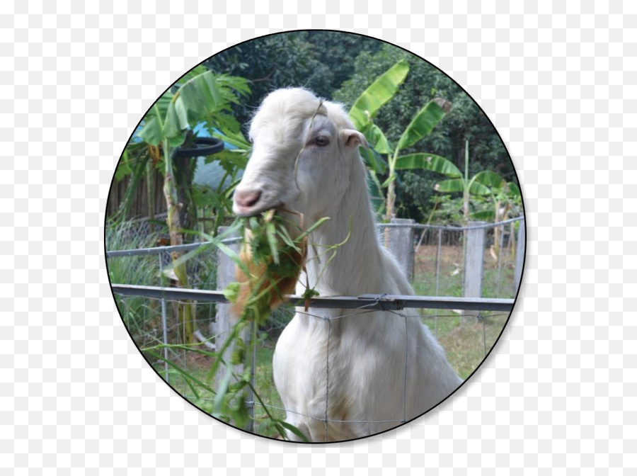 Philippine Statistics Authority Republic Of The Philippines - Kinds Of Goat In Philippines Png,Goat Transparent Background
