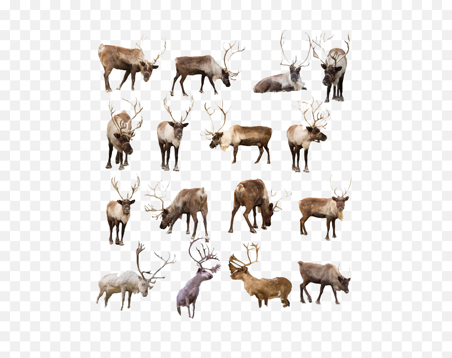 Hd Reindeer Png Transparent Image - Real Reindeer,Reindeer Transparent