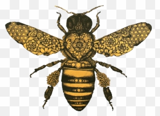 Pin Auf E G M - Honey Bee Vintage Drawing png