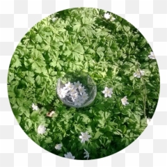 Wild Wood Anemone Flower Essence U2014 Rhythm Of Beauty - Lily Of The Valley Png,Anemone Png