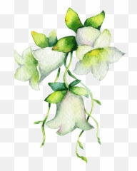 Download Dang Shen - Garden Roses Png,Lily Of The Valley Png