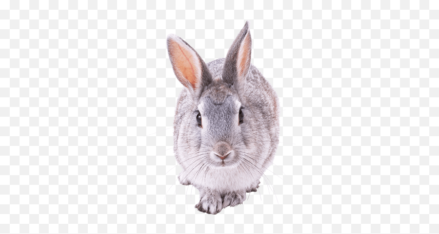 Rabbits Transparent Png Images - Grey Rabbit Png,Bunnies Png