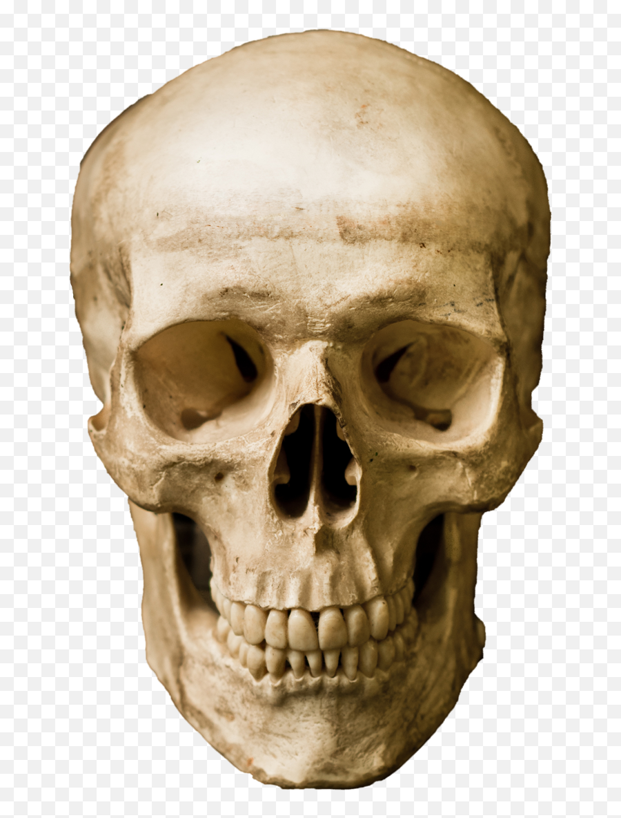 Human Skull Stock Photography Robot - Skull Front View Png,Human Skull Png