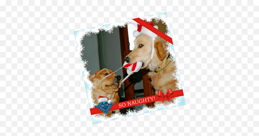 Download Naughty Or Nice - Golden Retriever Png Image With Golden Retriever,Golden Retriever Png