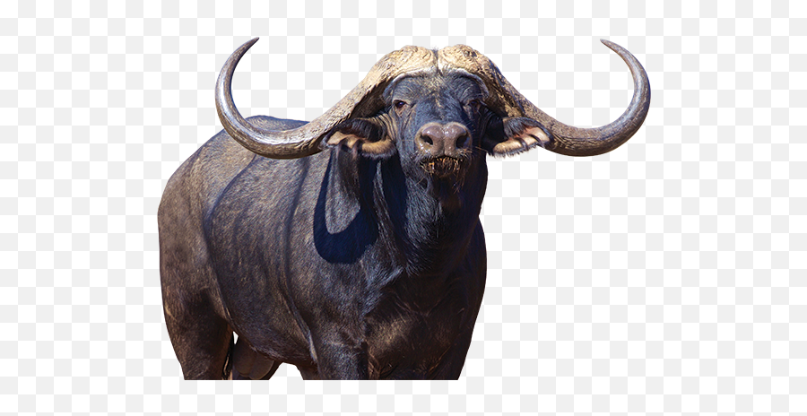 Png Images Transparent Free Download - Buffalo Png,Buffalo Png