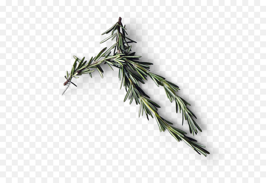 Rosemary - Kitchen Full Size Png Download Seekpng Juniper,Rosemary Png