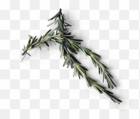 Rosemary - Kitchen Full Size Png Download Seekpng Juniper,Rosemary Png