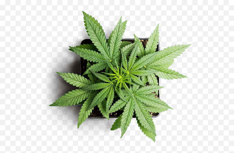 Local Leaf Rx U2013 Medical Cannabis Dispensary In Tecumseh Ok - Cannabis Website Png,Hemp Leaf Png