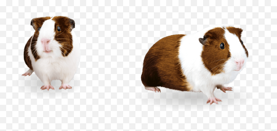 Guinea Pigs - Soft Png,Guinea Pig Png