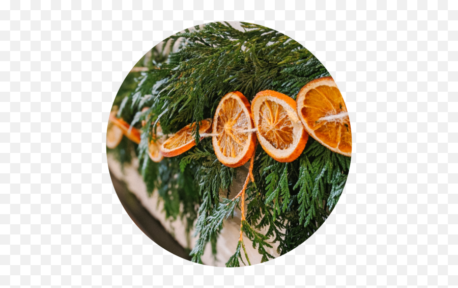 Festive Holiday Decor - How To Make A Citrus Cedar Garland Png,Christmas Greenery Png