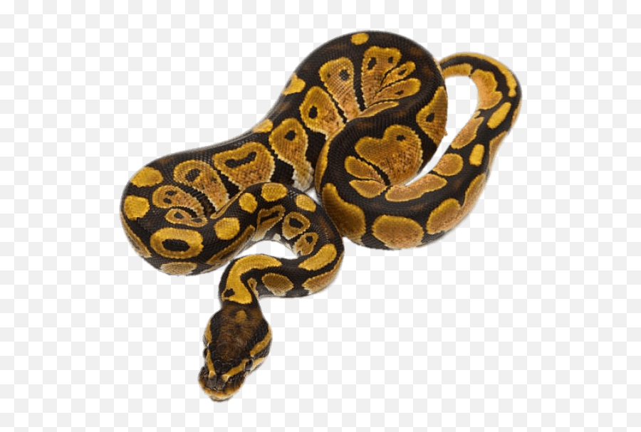 Ball Python Transparent Png - Ball Python Snake Transparent Background,Python Png