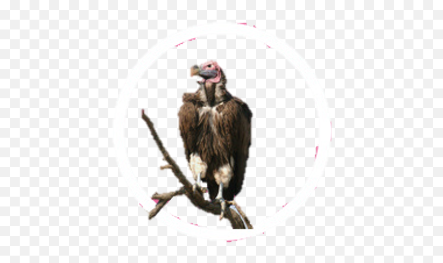 I Made Animal Icons For Gamer Empire Frontier Forums - Lappet Faced Vulture Young Png,Vulture Icon
