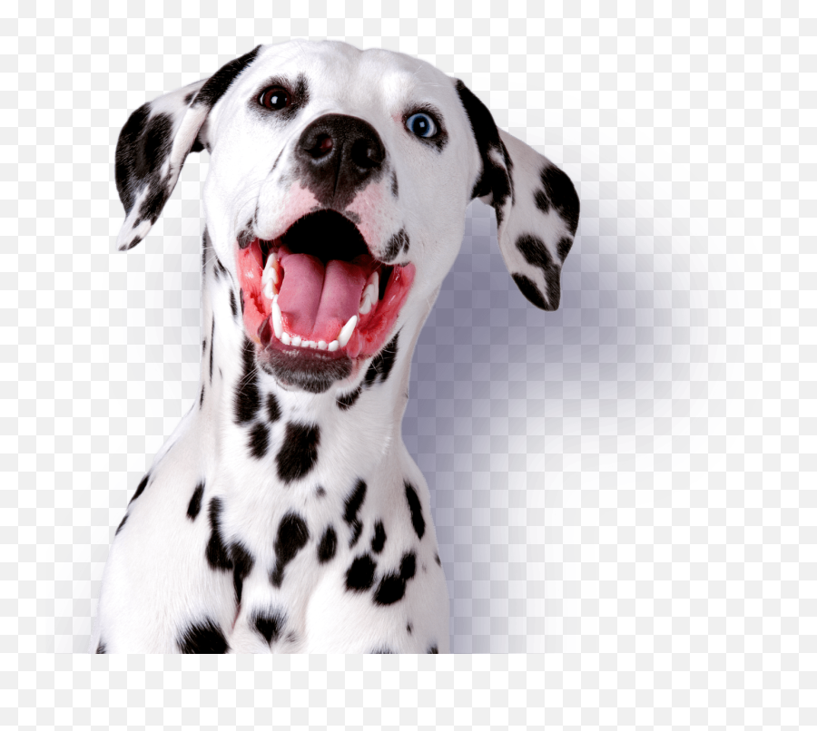 Instant Loans Speedy Cash - Dog Names Png,Happy Dog Icon