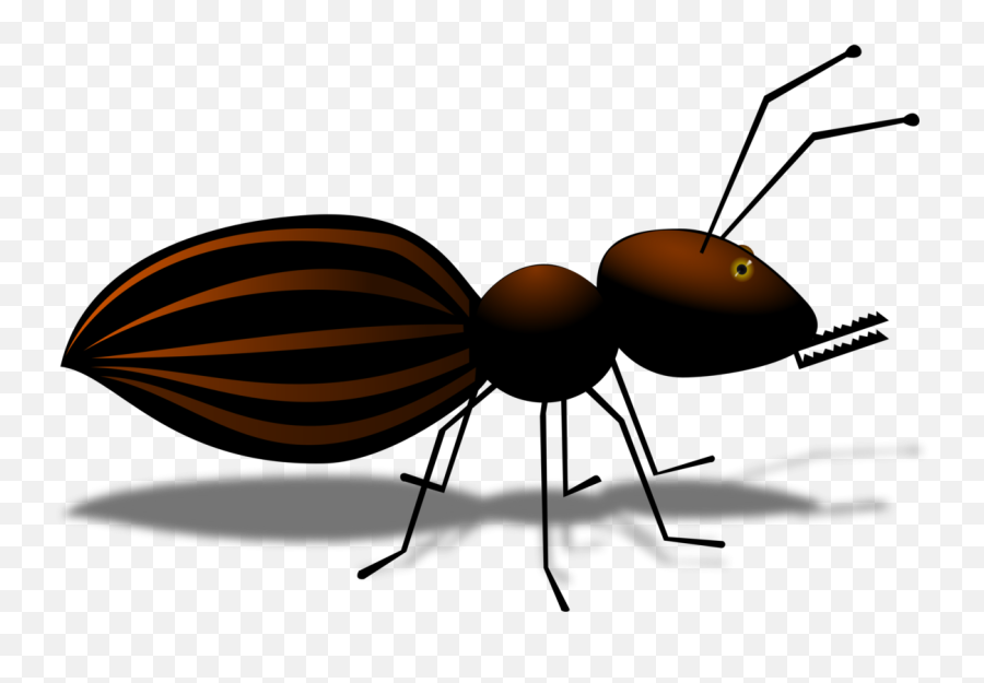 Flyantinvertebrate Png Clipart - Royalty Free Svg Png,Ant Icon