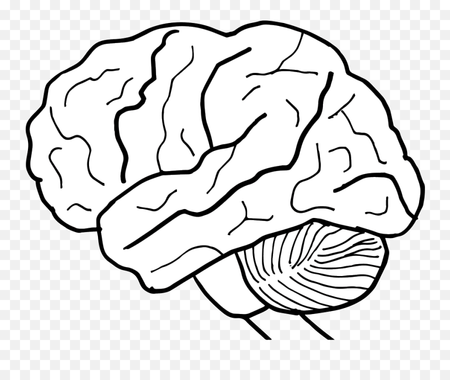 Human Brain Clipart - Human Brain Png,Brain Clipart Transparent