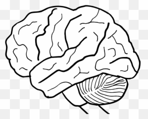 Human Brain Clipart - png