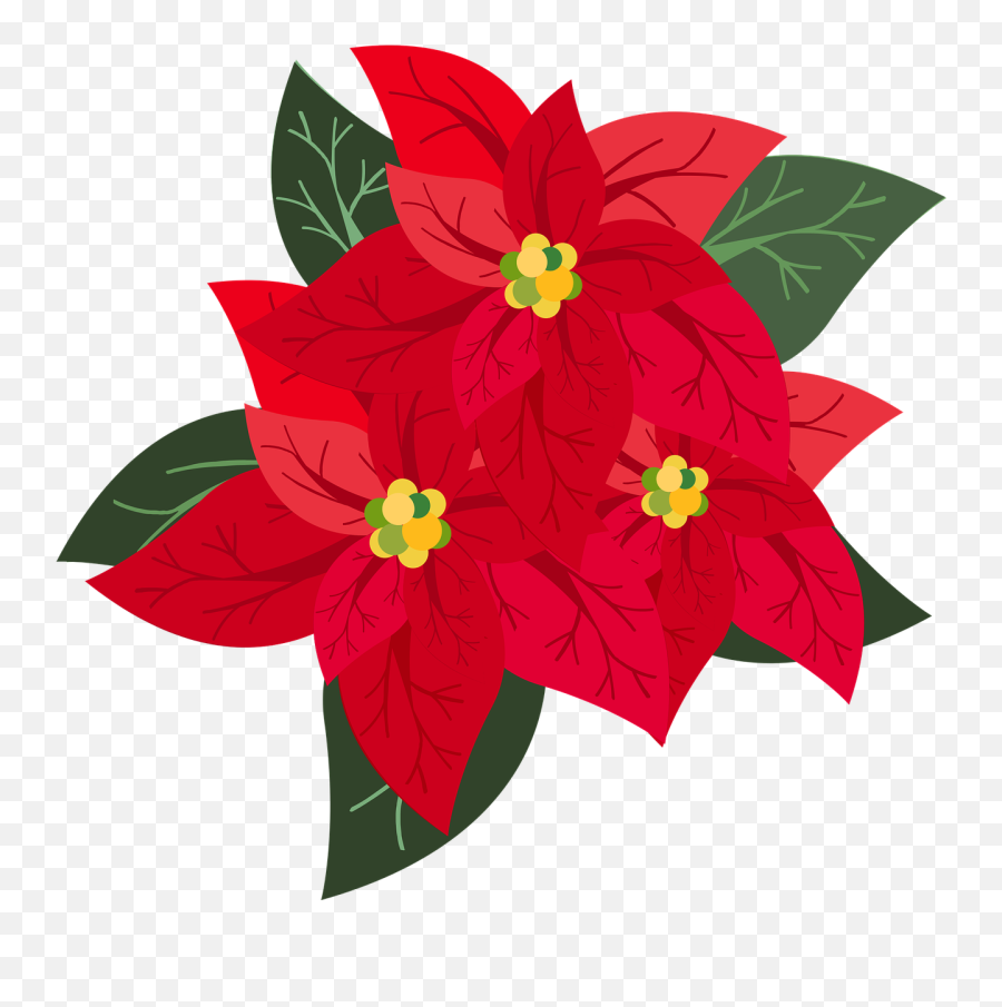 Graphic Poinsettia Christmas - Pascua Flower Png,Poinsettia Png
