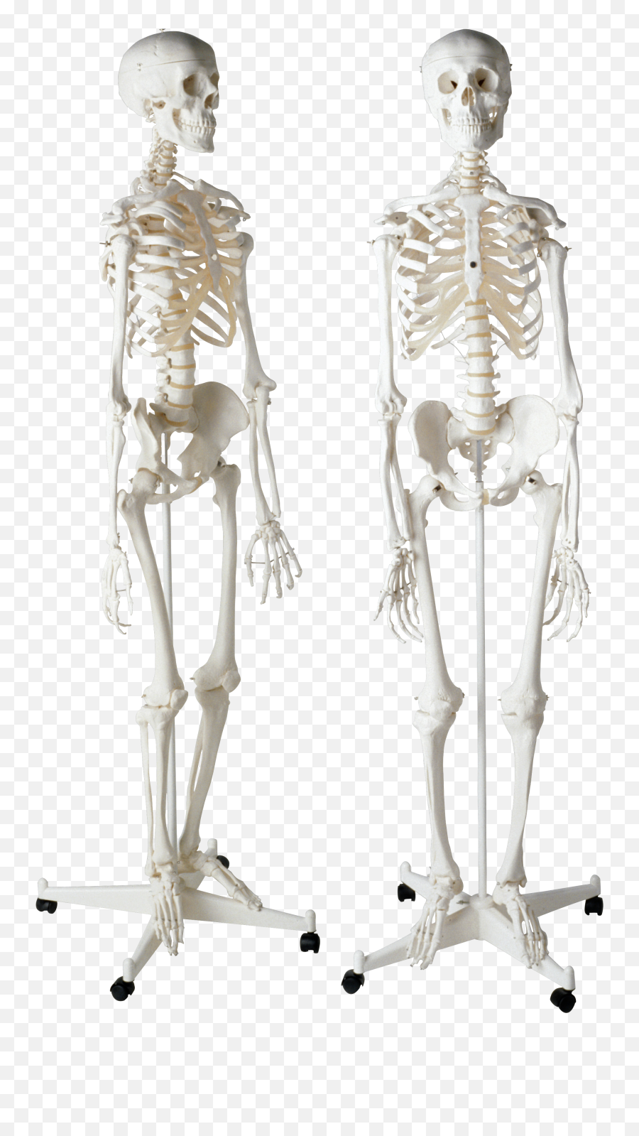 Skeleton Png - Png Full Size Png Download Homo Sapiens Skeletons,Skeleton Png