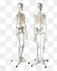 Skeleton Png - Full Size PNG Download Homo Sapiens Skeletons