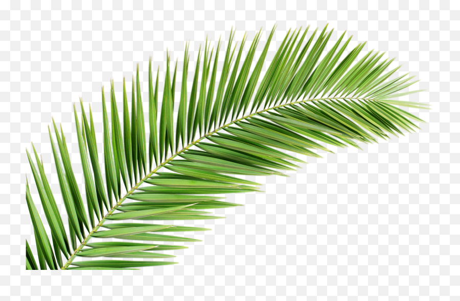 Palm Tree Leaf Png Transparent - Palm Tree Leaf Png,Palm Png