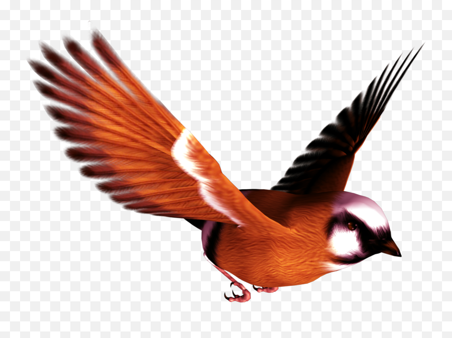 Bird Png - Birds Flying Png,Red Bird Png