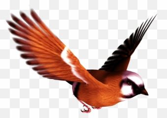 Bird Png - Birds Flying