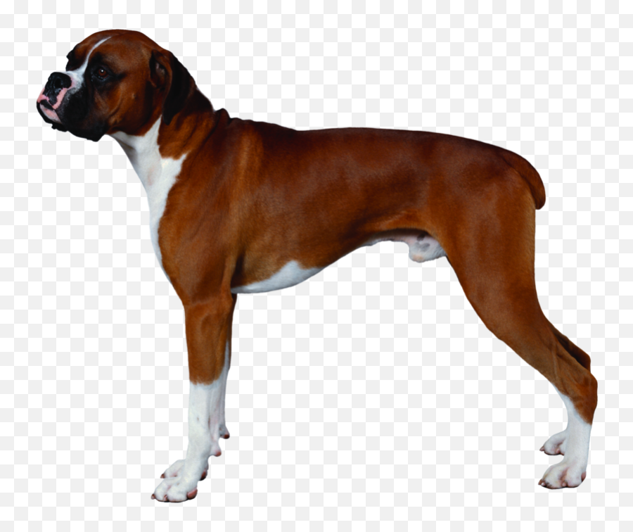 Download Free Png Background - Dogsdogtransparent Dlpngcom Transparent Background Boxer Dog Png,Dog Transparent Background