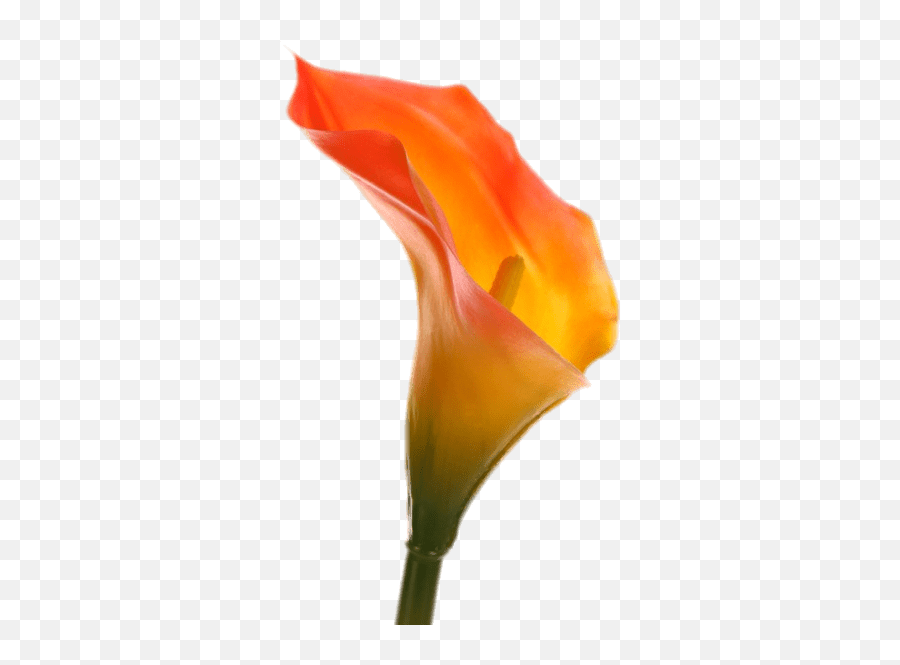 Orange Calla Lily Transparent Png - Stickpng Calla Lily Transparent,Lily Transparent Background