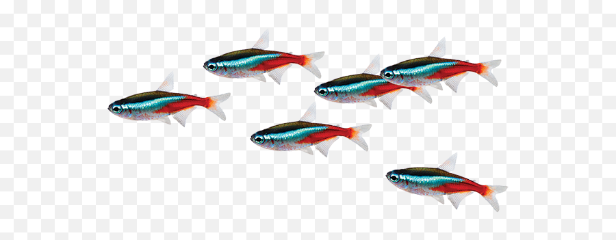Tetras Care Sheet - School Of Fish Transparent Background Png,Tropical Fish Png
