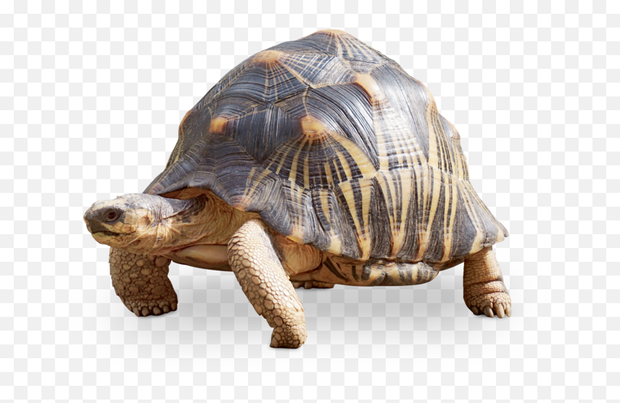 Tierpark Hellabrunn Radiated Tortoise - Schildkröte Transparent Png,Tortoise Png