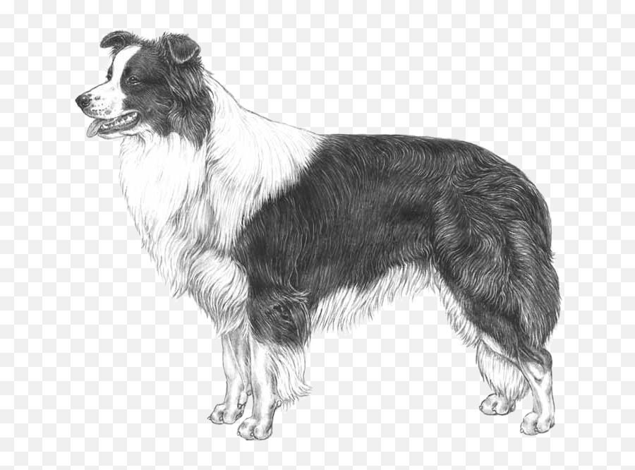 Border Collie - Pedigreed Breeds Dogwellnetcom Border Collie Illustrated Standard Png,Border Collie Png