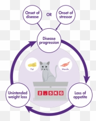 Cat Ears Png - Mirtazapine Catsmechanism Of Action